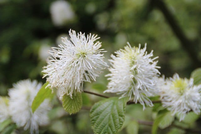 Flessenborstelstruik (Fothergilla Major)