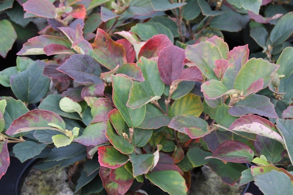  Flessenborstelstruik (Fothergilla Major)