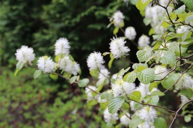  Flessenborstelstruik (Fothergilla Major)