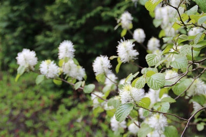  Flessenborstelstruik (Fothergilla Major)