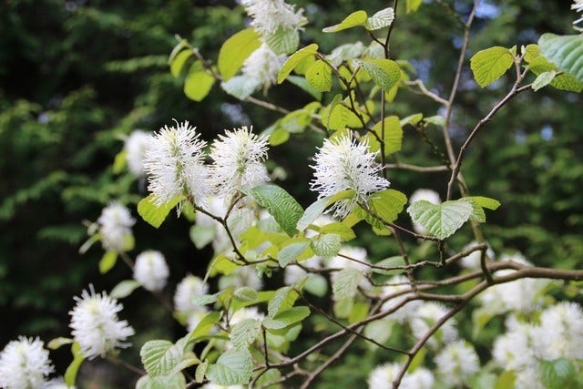  Flessenborstelstruik (Fothergilla Major)