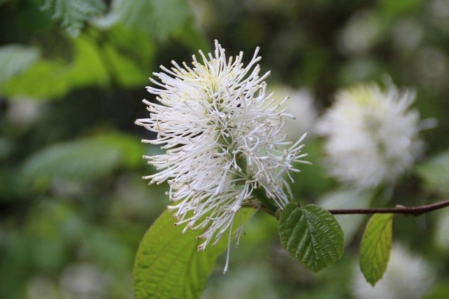  Flessenborstelstruik (Fothergilla Major)