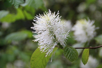  Flessenborstelstruik (Fothergilla Major)