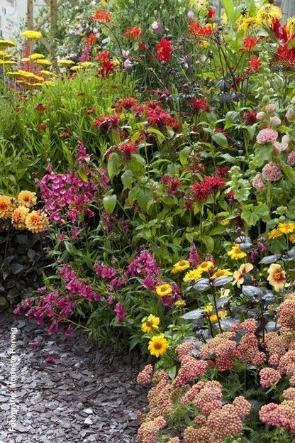  Borderpakket Bonte Border 