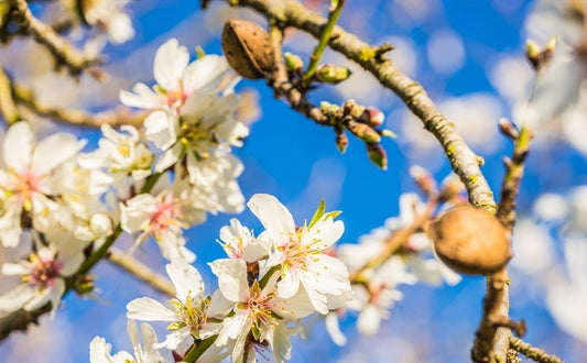  Amandelboom (Prunus Dulcis)