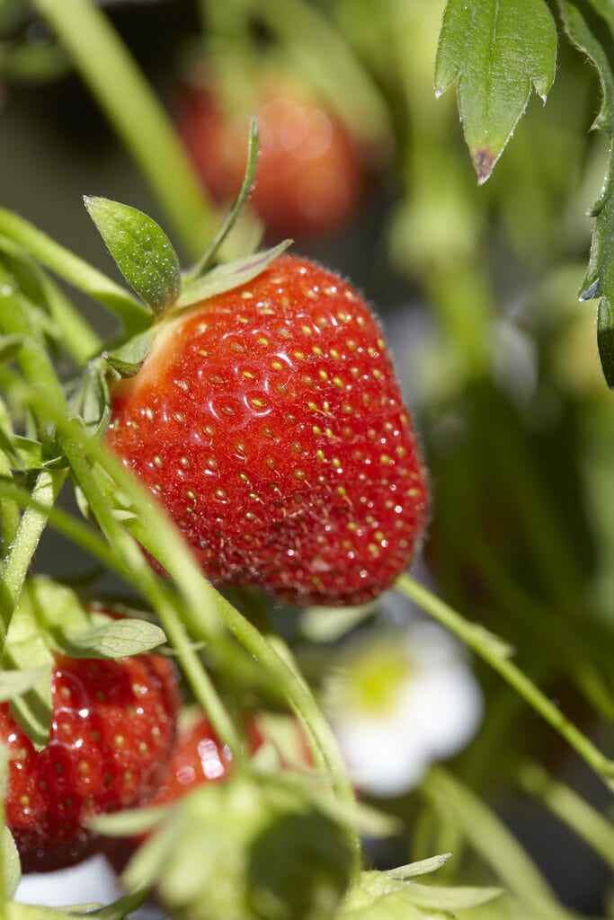  Aardbei (Fragaria Ananassa ‘Ostara’)