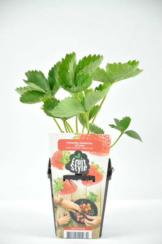  Aardbei (Fragaria Ananassa ‘Ostara’)