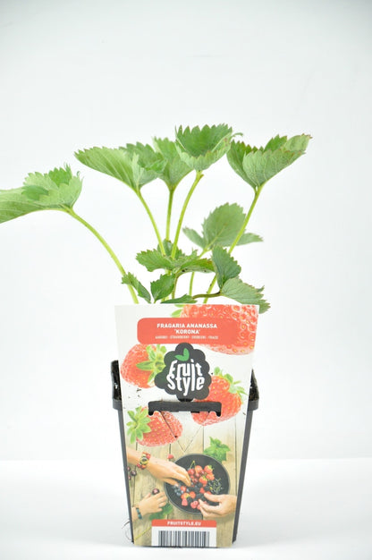  Aardbei (Fragaria Ananassa ‘Tenira’)