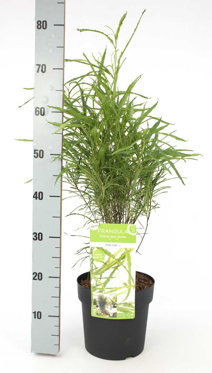  Smalbladige Vuilboom (Frangula Alnus 'Fine Line')