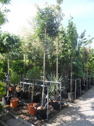  Pluim Es (Fraxinus Ornus 'Meczek')