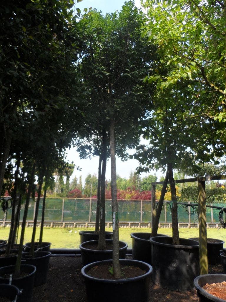  Pluim Es (Fraxinus Ornus 'Meczek')