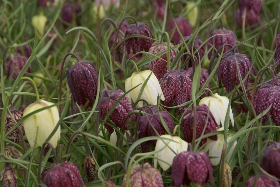  Kievitsbloem (Fritillaria Meleagris), Bloembol Mix