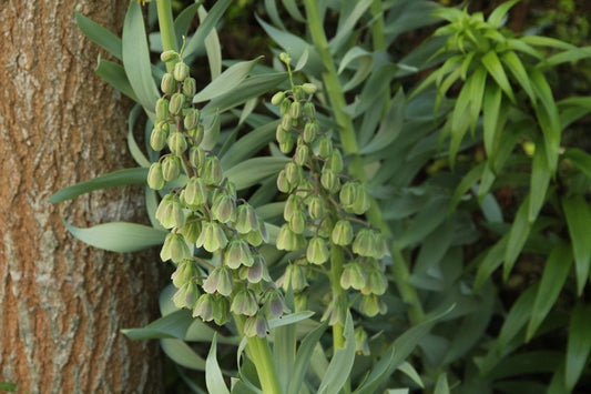  Perzische Keizerskroon (Fritillaria Persica 'Green Dreams')