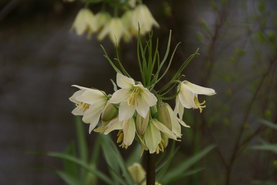  Keizerskroon (Fritillaria Raddeana)