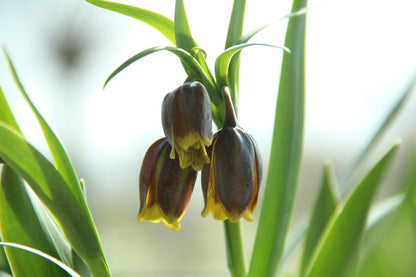  Vossendruif (Fritillaria Uva-vulpis)