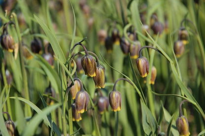  Vossendruif (Fritillaria Uva-vulpis)