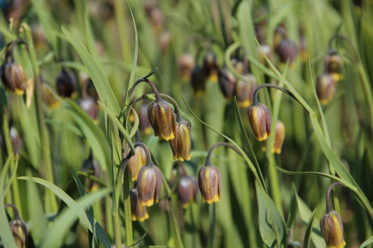  Vossendruif (Fritillaria Uva-vulpis)