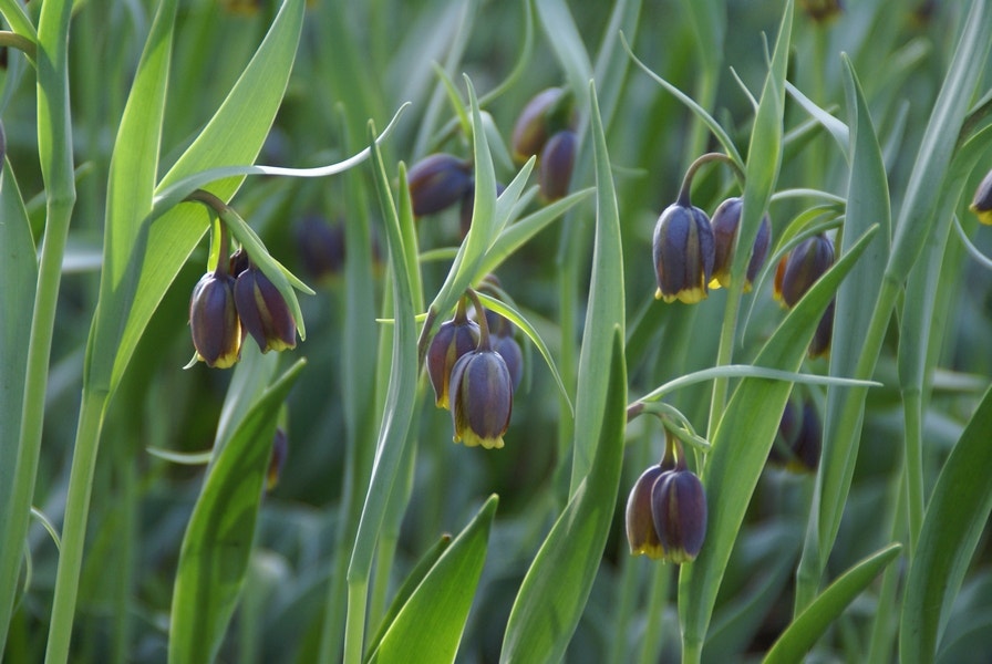  Vossendruif (Fritillaria Uva-vulpis)