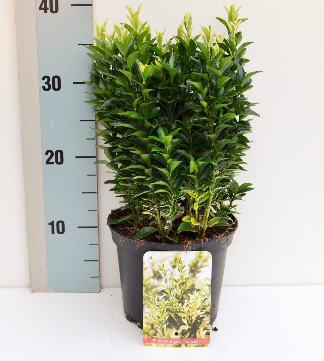  Kardinaalshoed (Euonymus Jap. 'Francien')