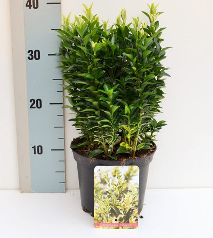  Kardinaalshoed (Euonymus Jap. 'Francien')