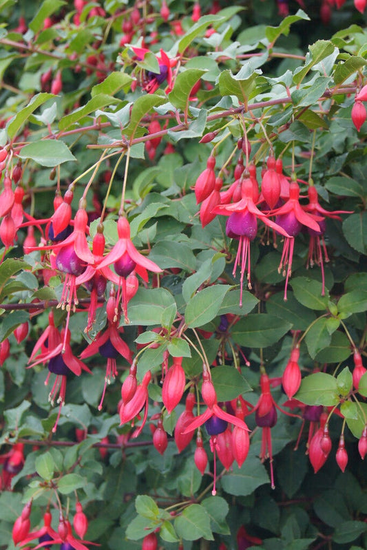  Bellenplant (Fuchsia 'Mrs Popple')