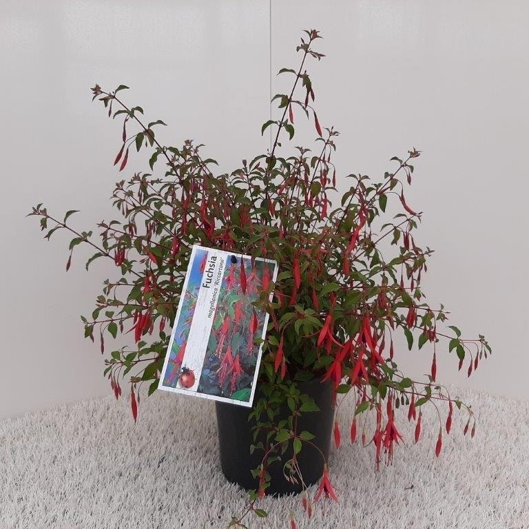  Bellenplant (Fuchsia 'Riccartonii')