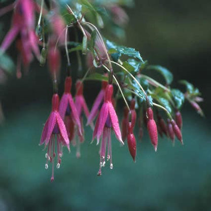  Bellenplant (Fuchsia 'Riccartonii')