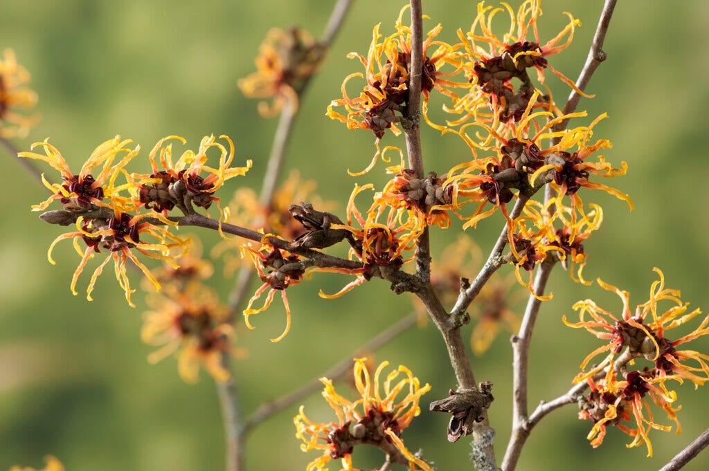  Toverhazelaar (Hamamelis Intermedia 'Orange Beauty')