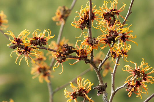  Toverhazelaar (Hamamelis Intermedia 'Orange Beauty')