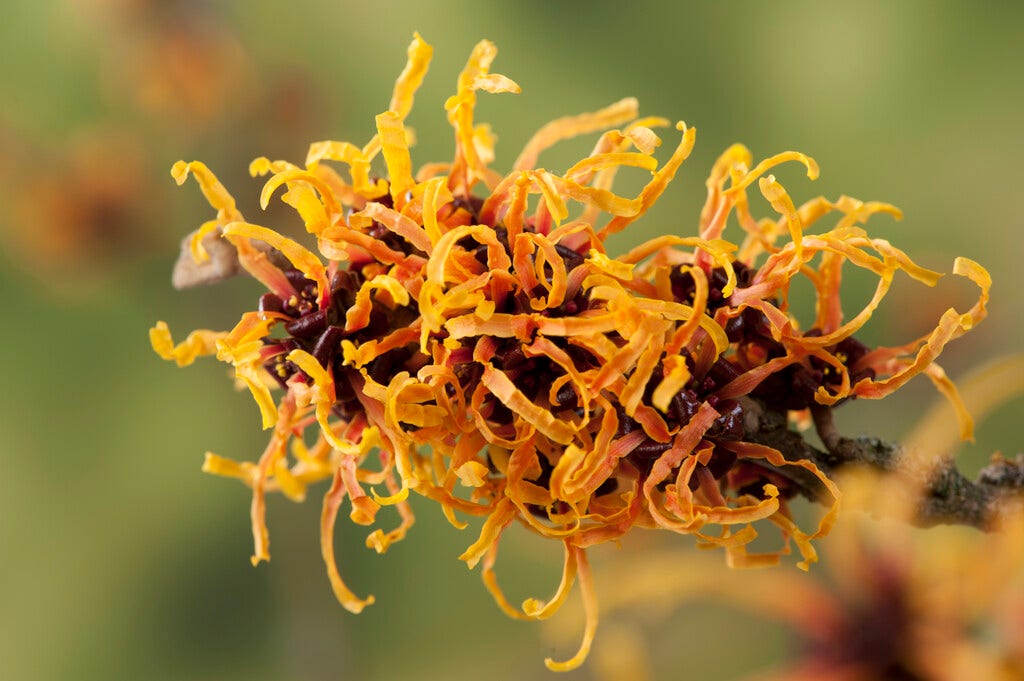  Toverhazelaar (Hamamelis Intermedia 'Orange Beauty')