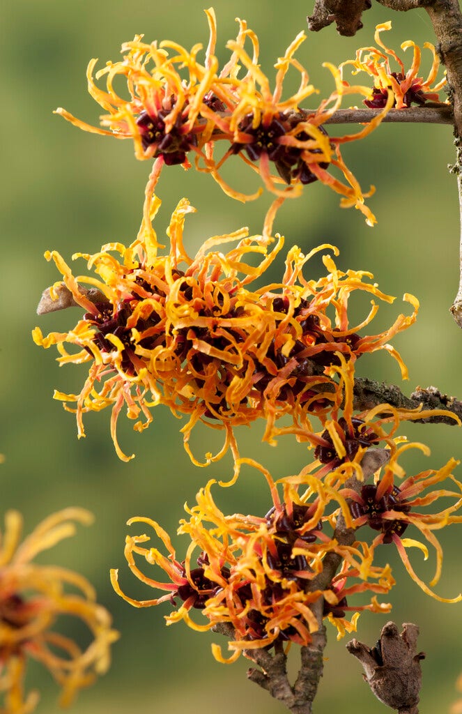  Toverhazelaar (Hamamelis Intermedia 'Orange Beauty')