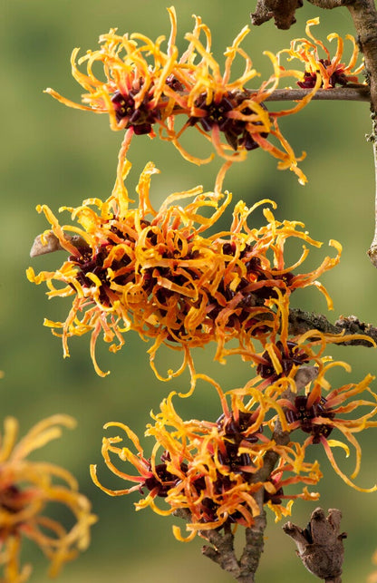  Toverhazelaar (Hamamelis Intermedia 'Orange Beauty')