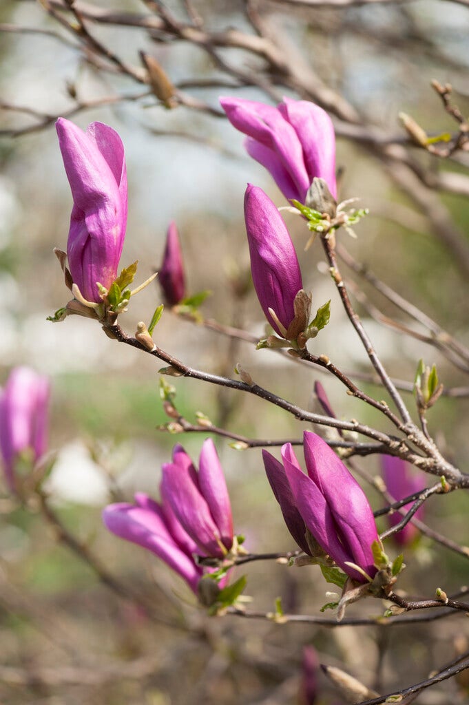  Magnolia Als Boom (Magnolia 'Susan')