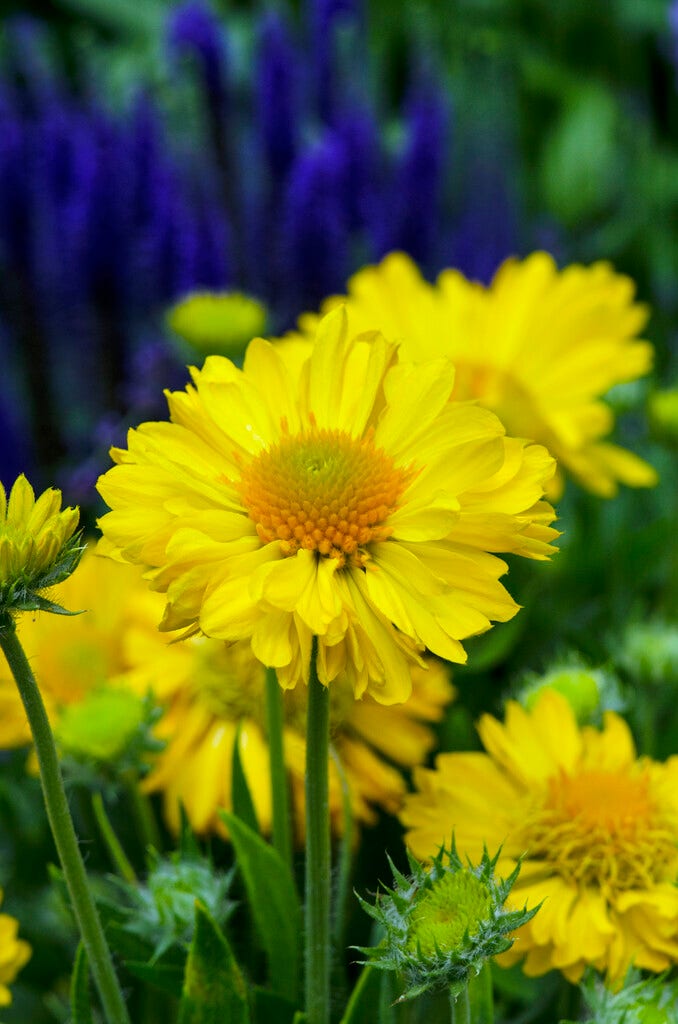  Kokardebloem (Gaillardia 'Mesa Yellow')