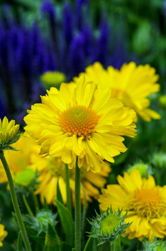  Kokardebloem (Gaillardia 'Mesa Yellow')