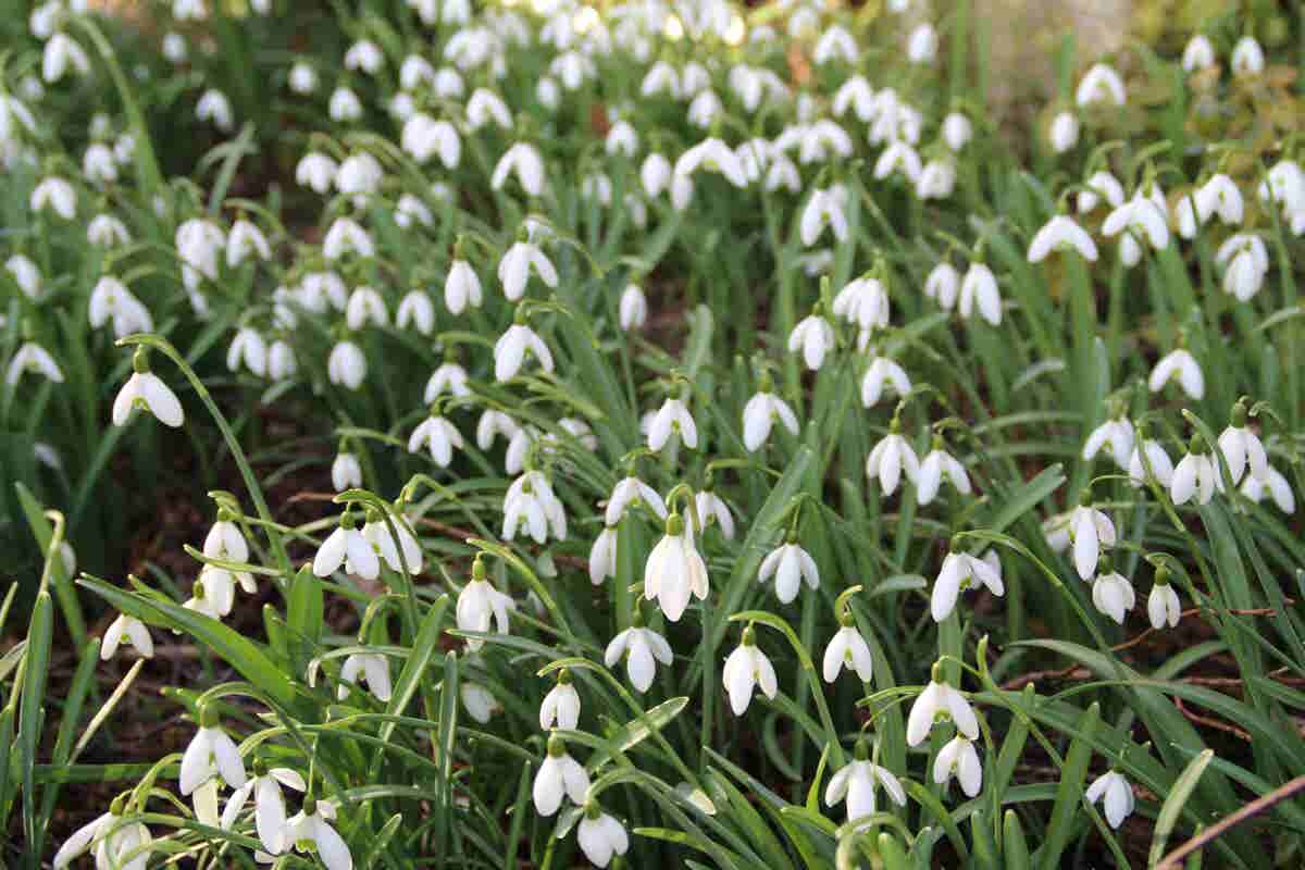 Sneeuwklokjes (Galanthus Nivalis)