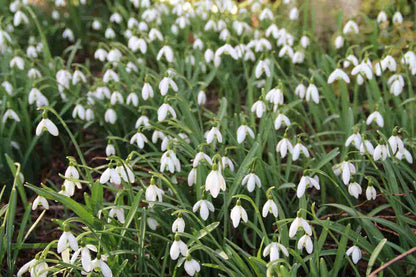  Sneeuwklokjes (Galanthus Nivalis)