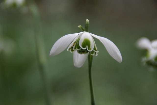  Sneeuwklokje (Galanthus 'Hippolyta')