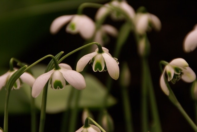  Sneeuwklokje (Galanthus 'Hippolyta')