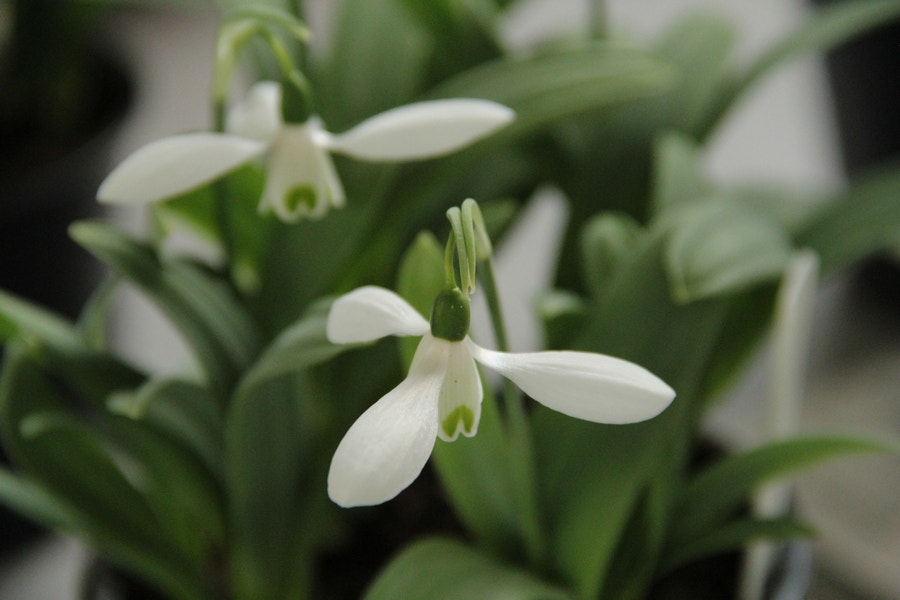  Sneeuwklokjes (Galanthus 'Mount Everest')