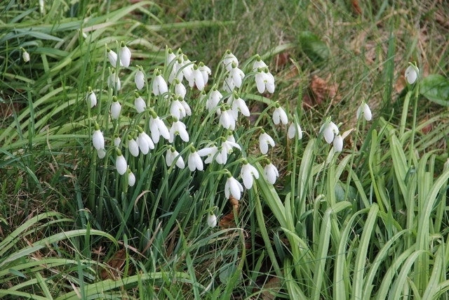  Sneeuwklokjes (Galanthus Nivalis)