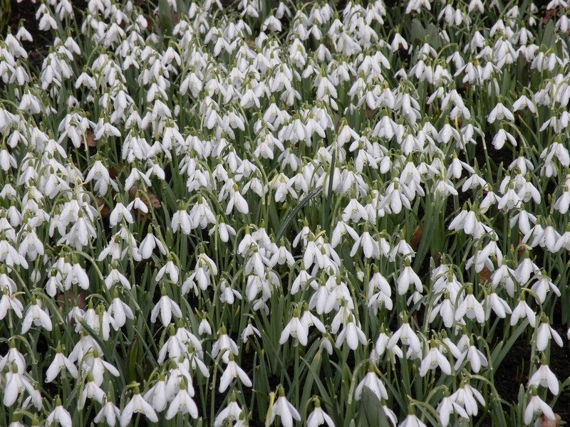  Sneeuwklokjes (Galanthus Nivalis)