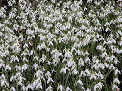  Sneeuwklokjes (Galanthus Nivalis)