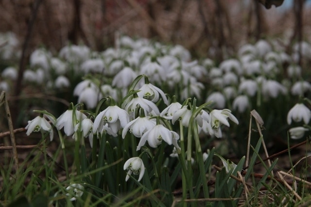  Sneeuwklokjes (Galanthus Nivalis 'Flore Pleno')