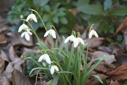  Sneeuwklokjes (Galanthus Nivalis)