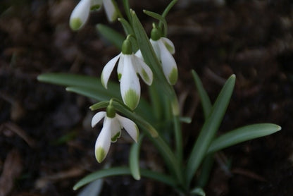  Sneeuwklokjes (Galanthus Nivalis 'Viridapice')