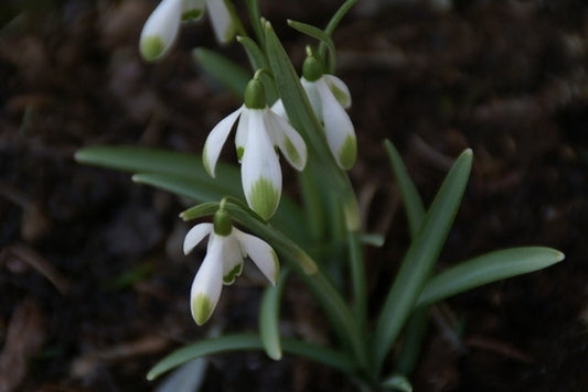  Sneeuwklokjes (Galanthus Nivalis 'Viridapice')