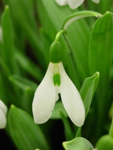  Sneeuwklokjes (Galanthus Nivalis 'Elwesii')