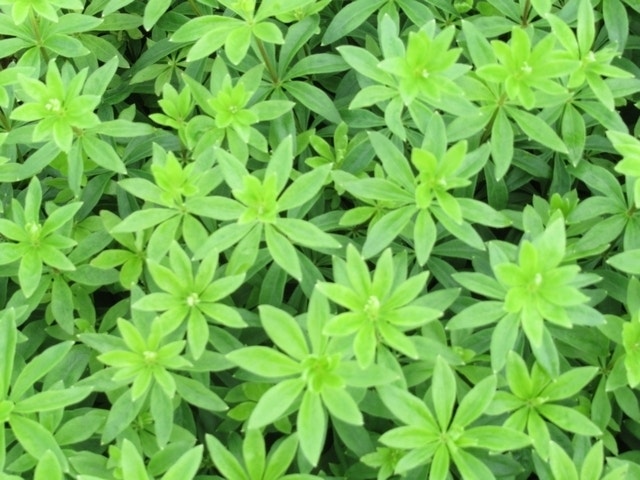  Lievevrouwebedstro (Galium Odoratum) BIO