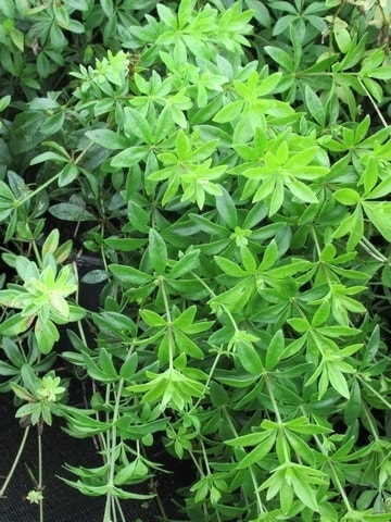  Lievevrouwebedstro (Galium Odoratum) BIO